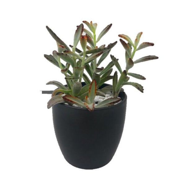 succulent plants | BYDEAU | flower delivery Hong Kong
