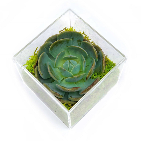Succulent Plant Gift Box Hong Kong