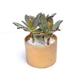 succulent plants | BYDEAU | flower delivery Hong Kong