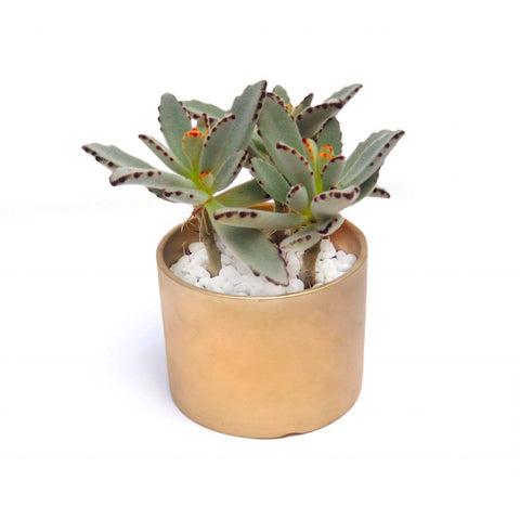 succulent plants | BYDEAU | flower delivery Hong Kong