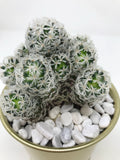 cactus fresh plant greenery online delivery hong kong