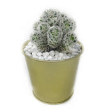 the sho cactus plant gift same day delivery hong kong