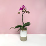 purple orchid vase arrangement delivery hong kong BYDEAU