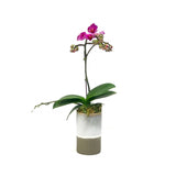 orchid mothers day vase delivery hong kong BYDEAU