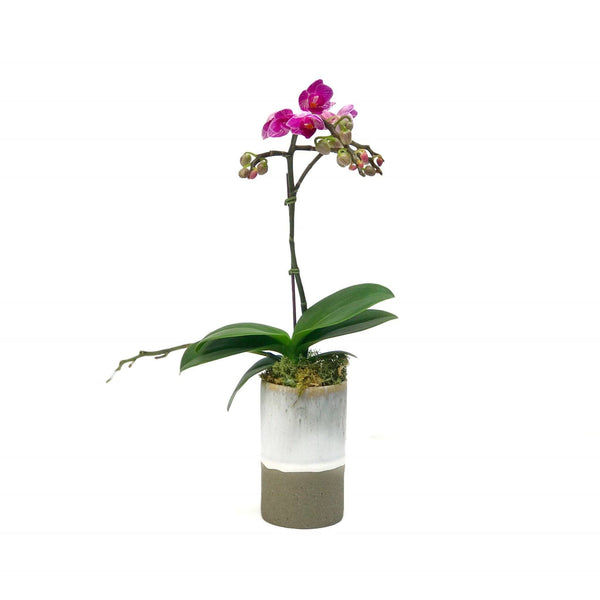 orchid mothers day vase delivery hong kong BYDEAU