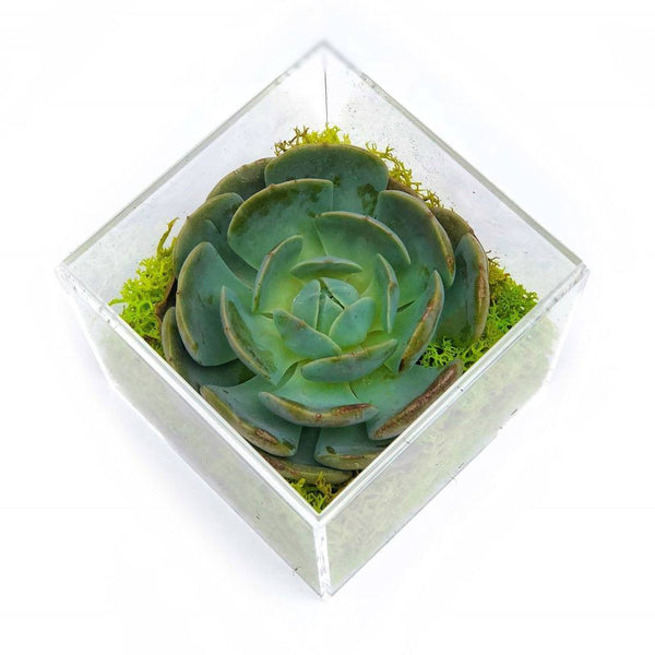succulent plant hong kong same day delivery