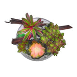 succulent plant hong kong same day delivery BYDEAU